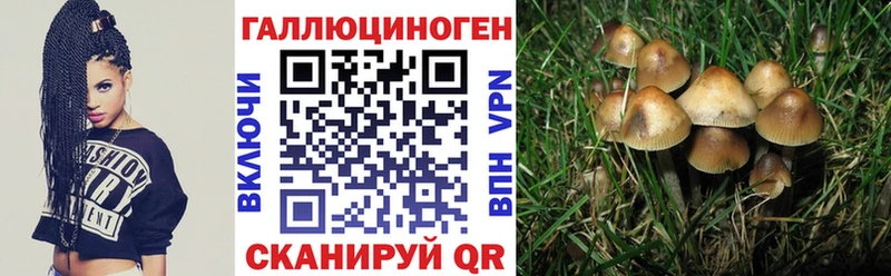 Галлюциногенные грибы прущие грибы  Тверь 